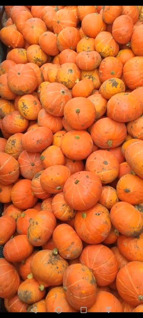Pumpkin Farming