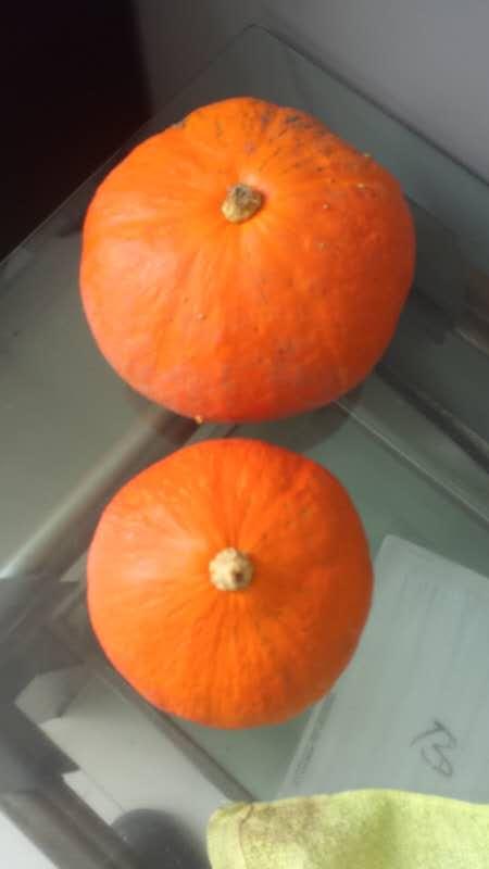 Dehydrated Pumpkin Image 5