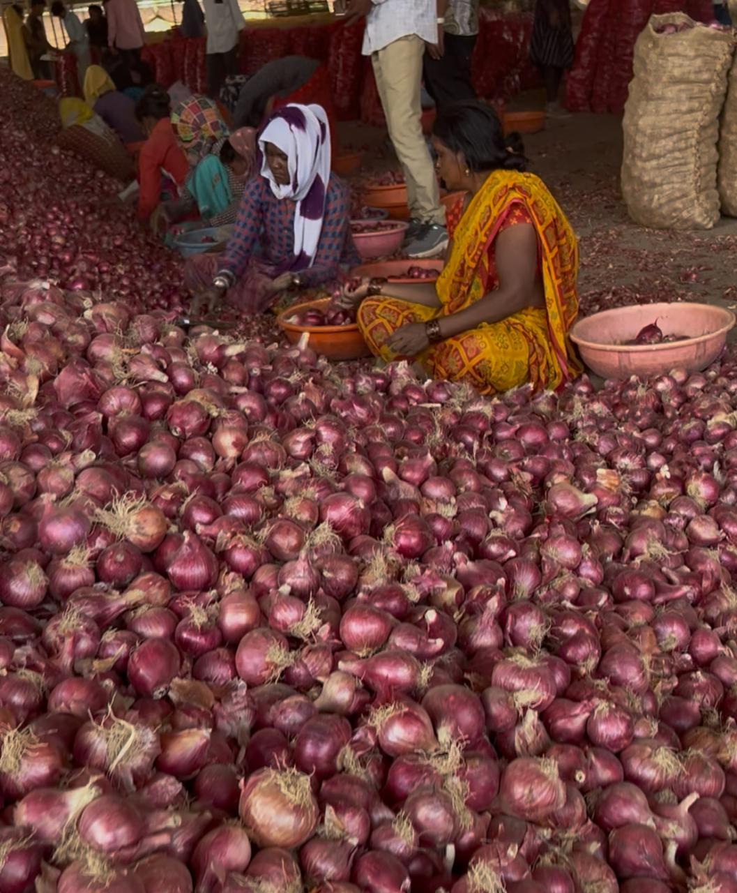 Nashik Onions Image 1