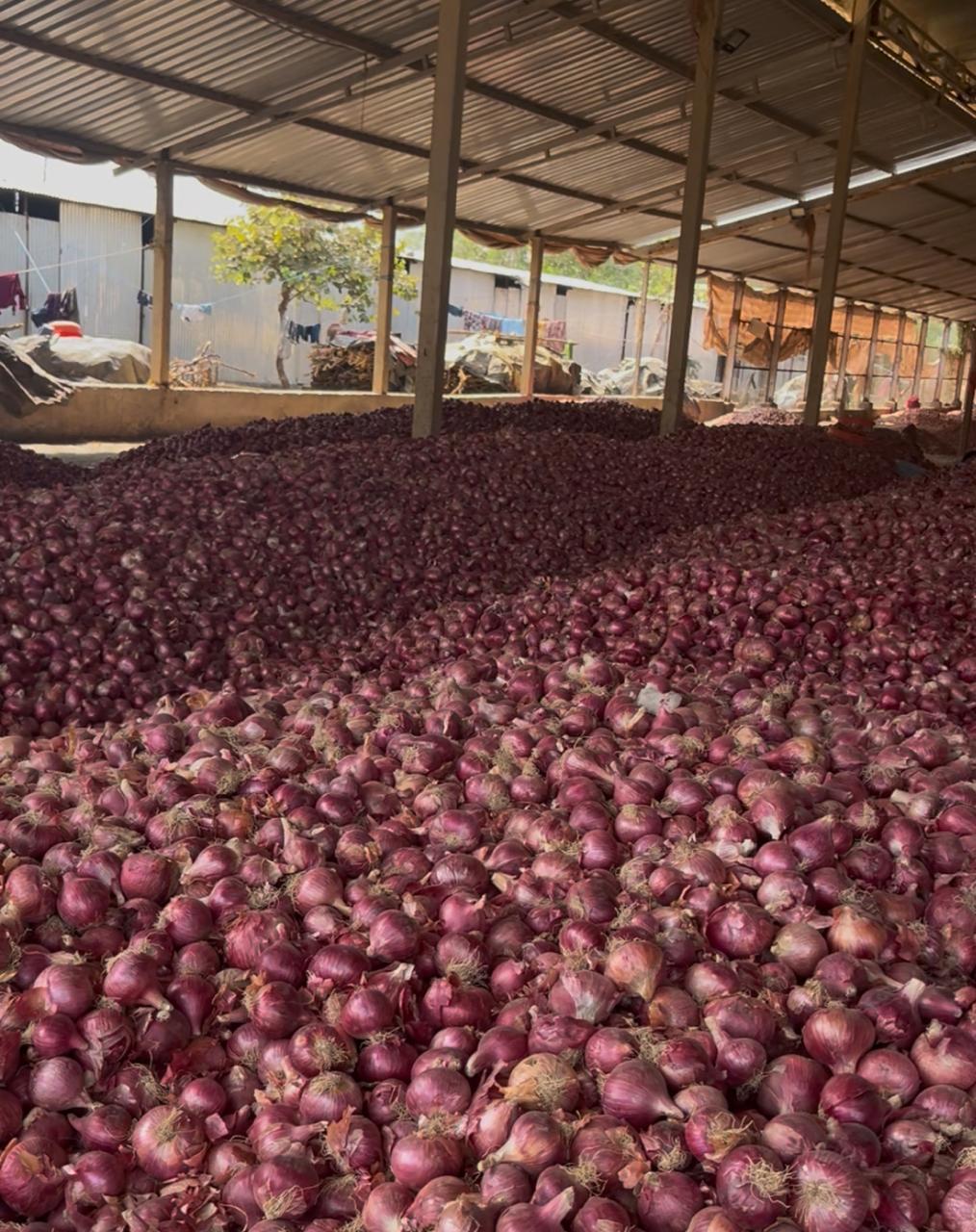 Nashik Onions Image 2