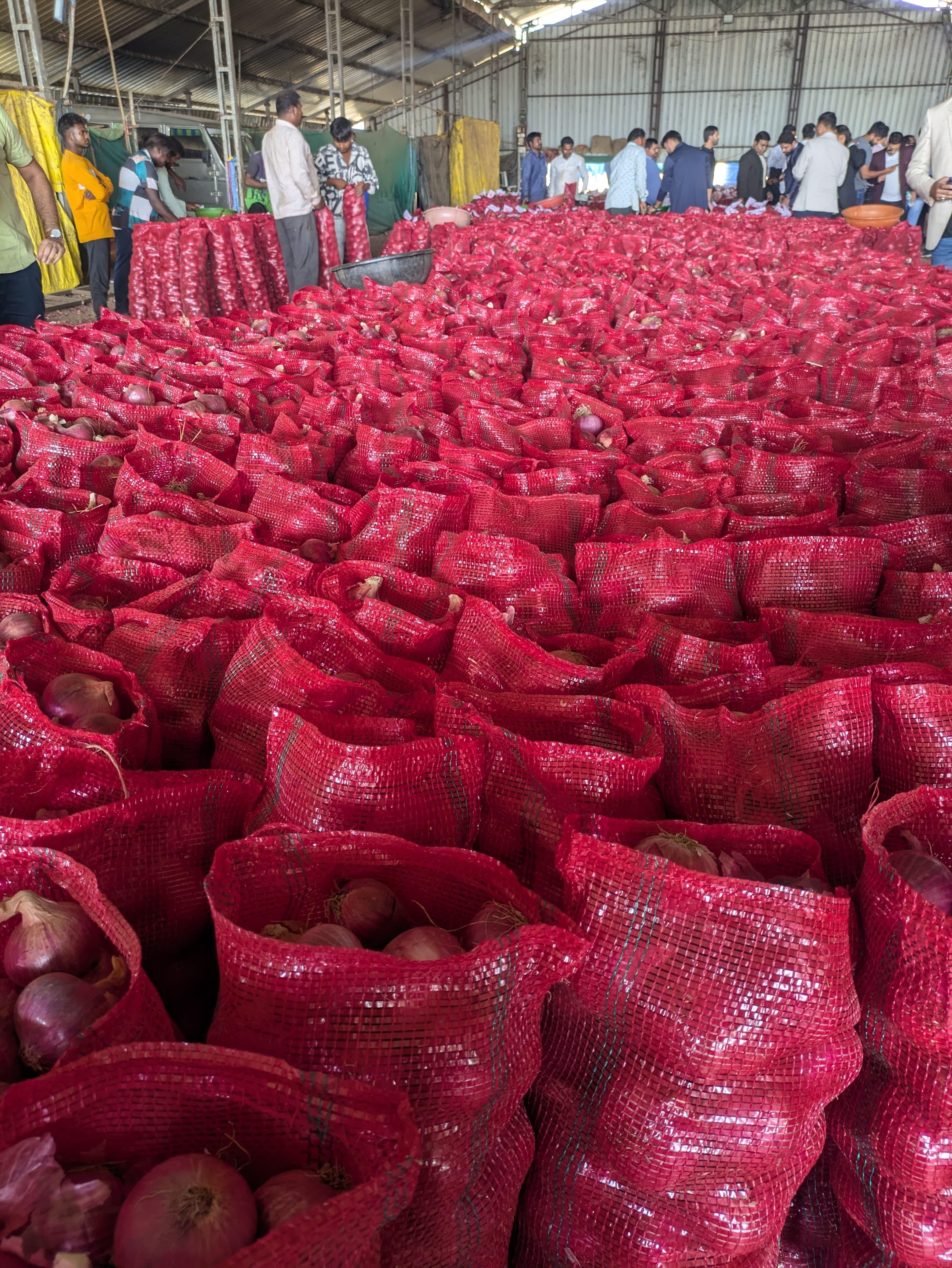 Nashik Onions Image 3