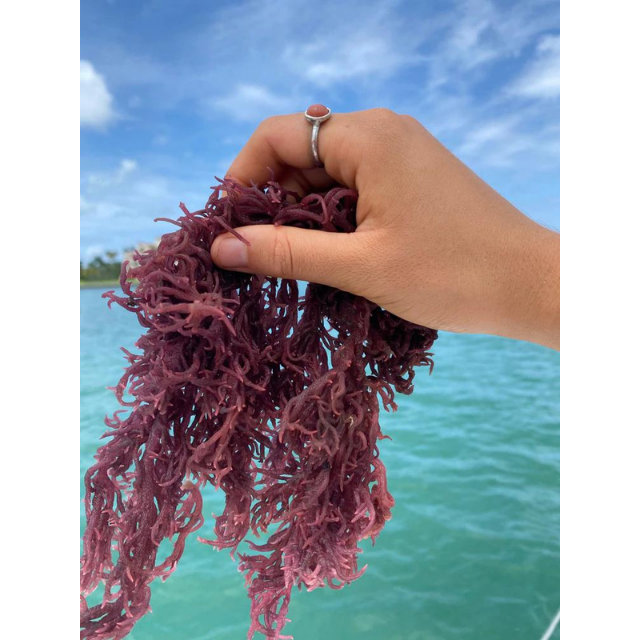 Purple SeaMoss/ Irish Moss - making sea mos Gel with Good Quality and Best Price - Seafood From Vietnam