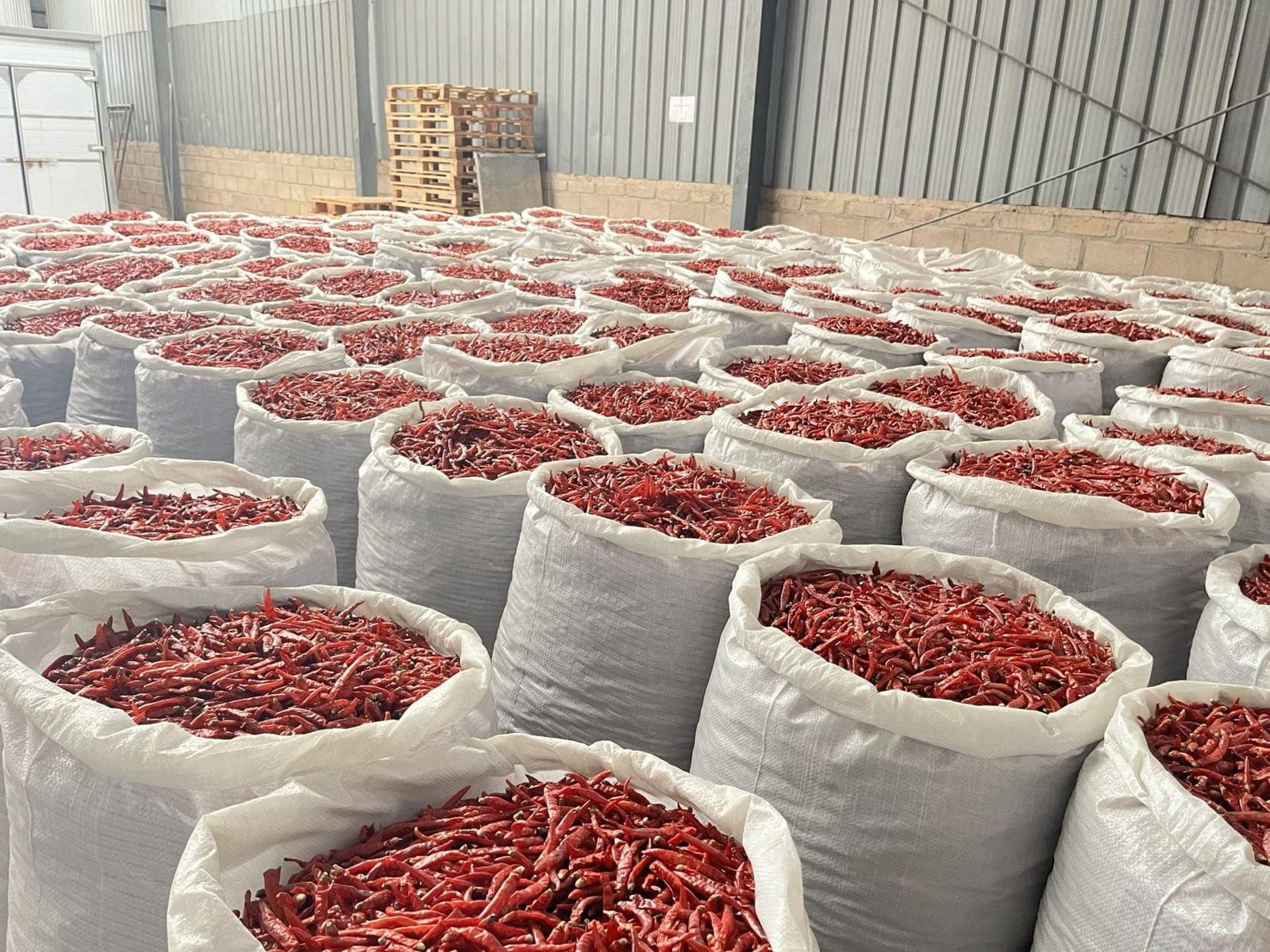 Teja Chilli Pepper Image 1