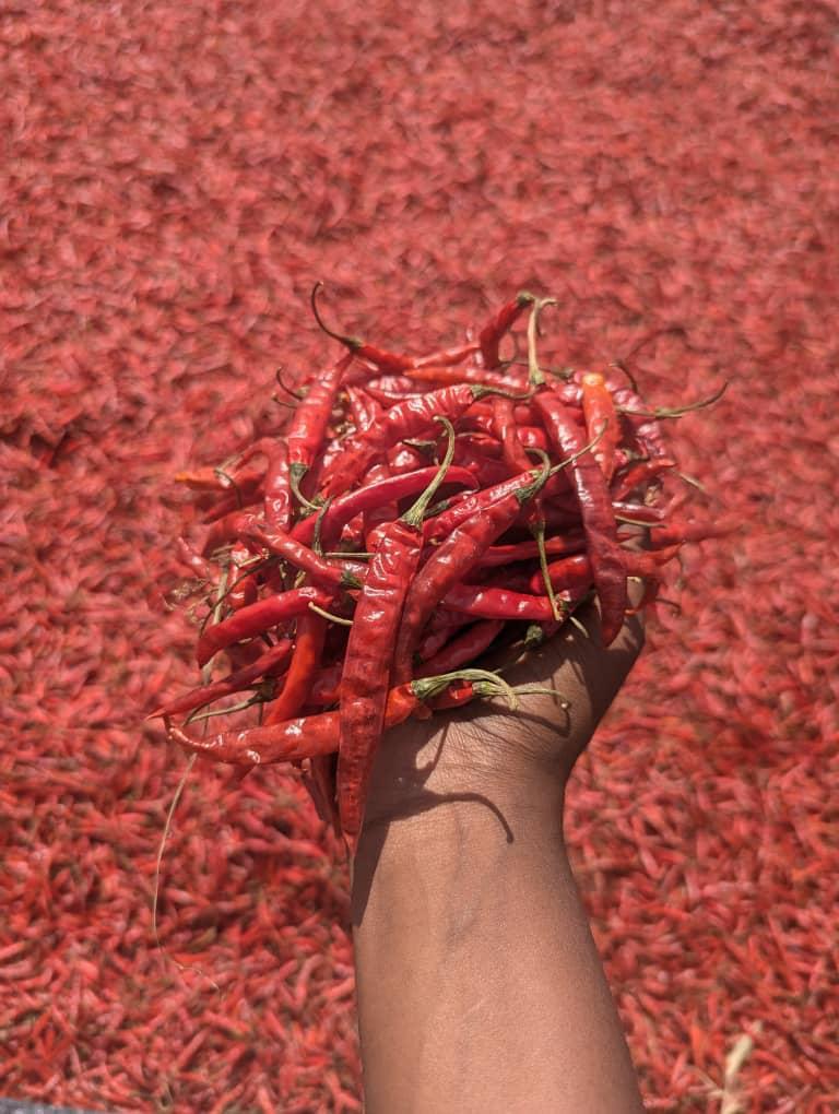 Teja Chilli Pepper Image 2