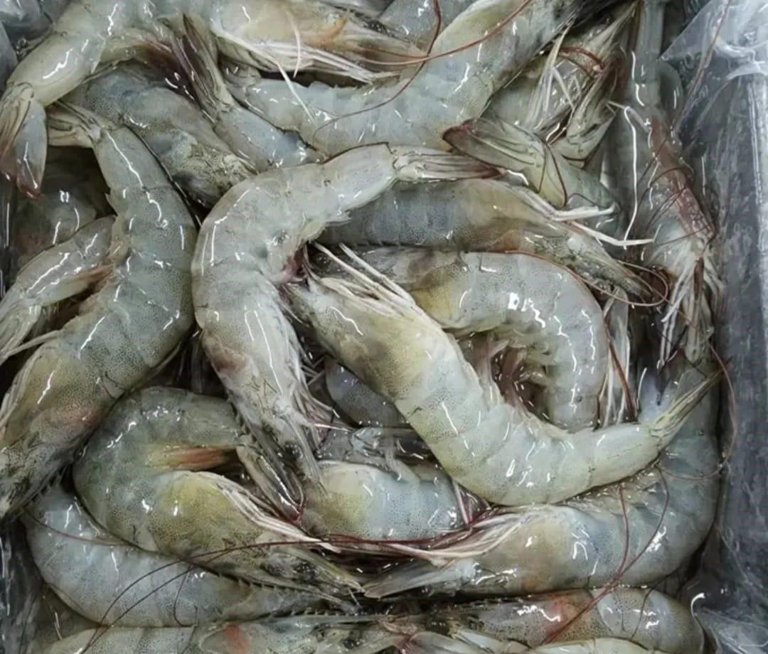 Frozen Black Tiger Shrimp