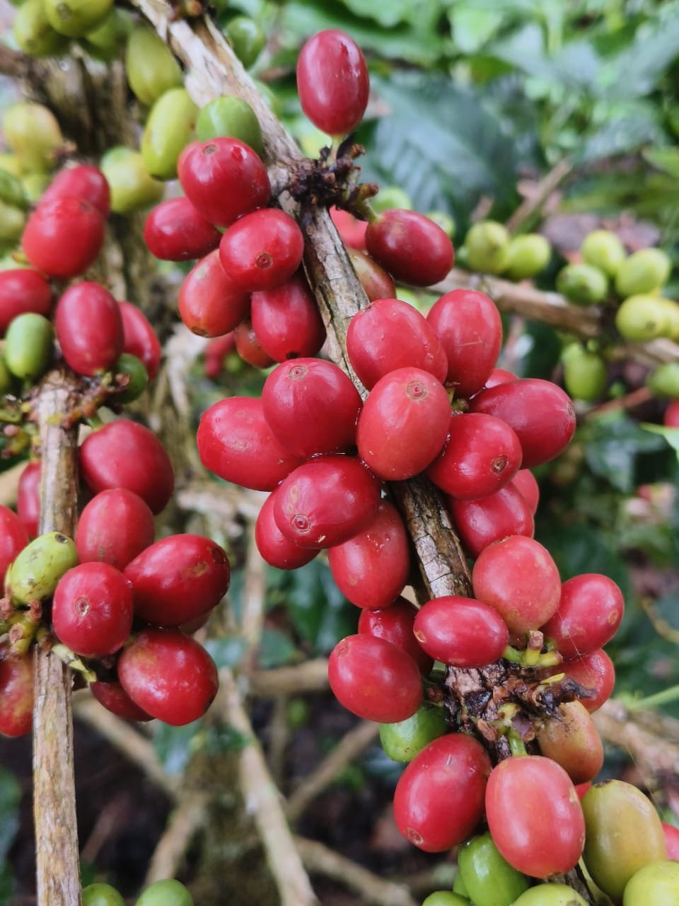 Coffee Farm Indonesia