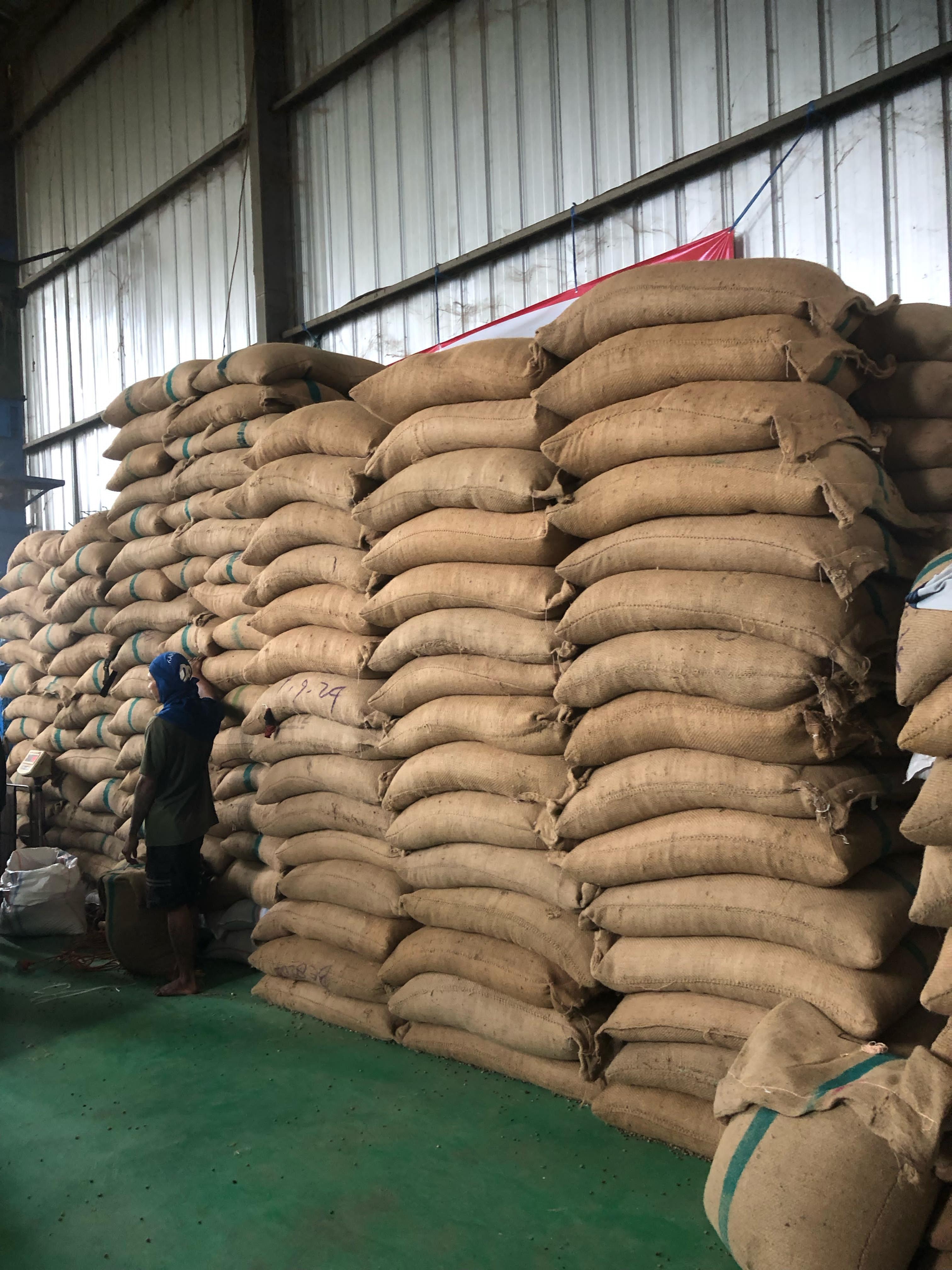 Arabica Java Preanger Green Coffee Beans