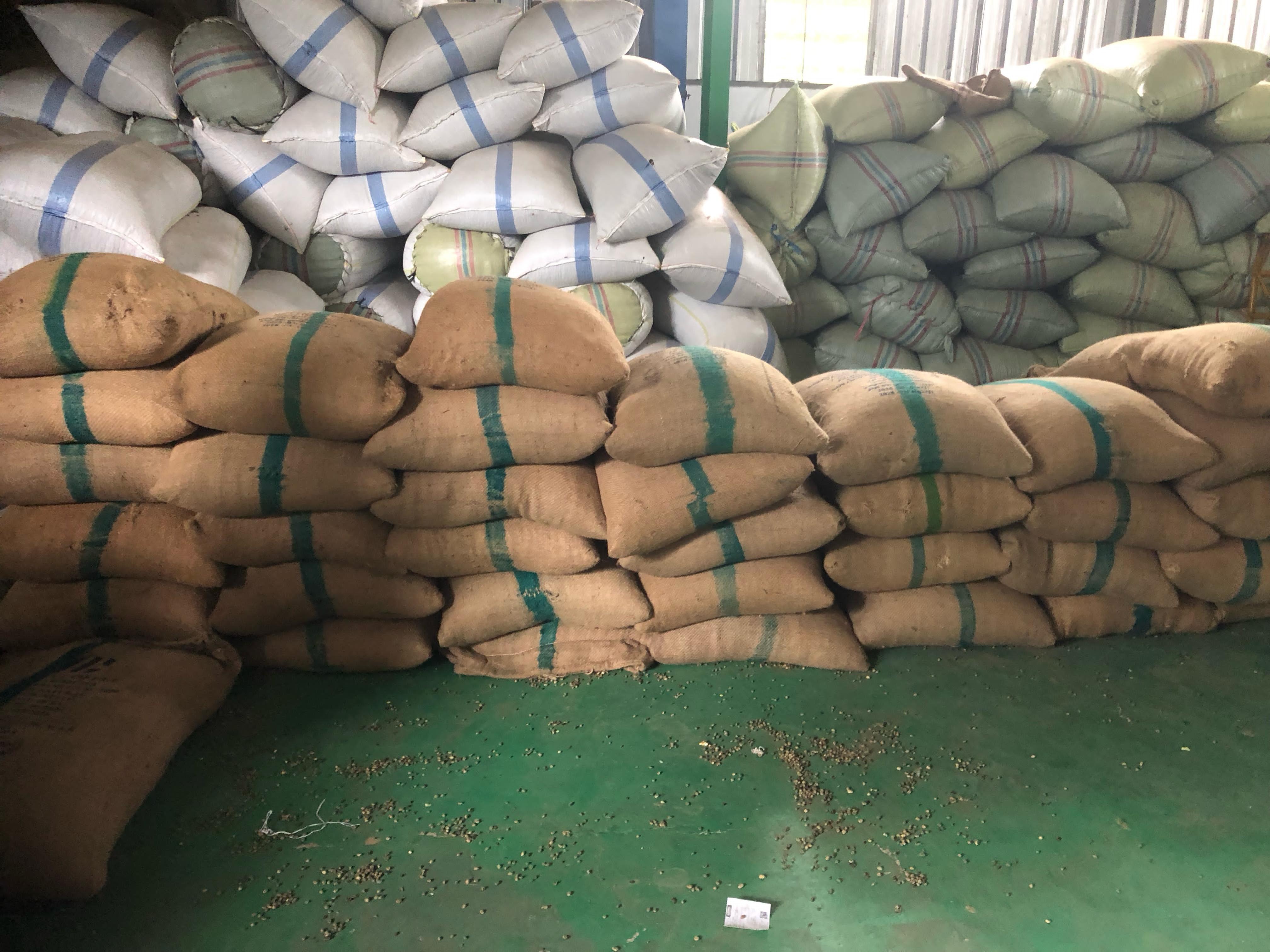 Organic Green Coffee Beans