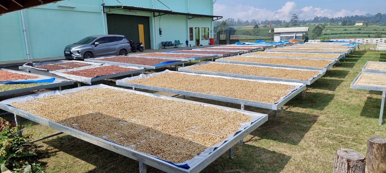 High Grade Coffee Beans
