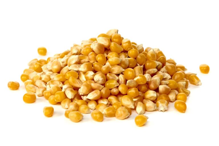 Premium Yellow Corn