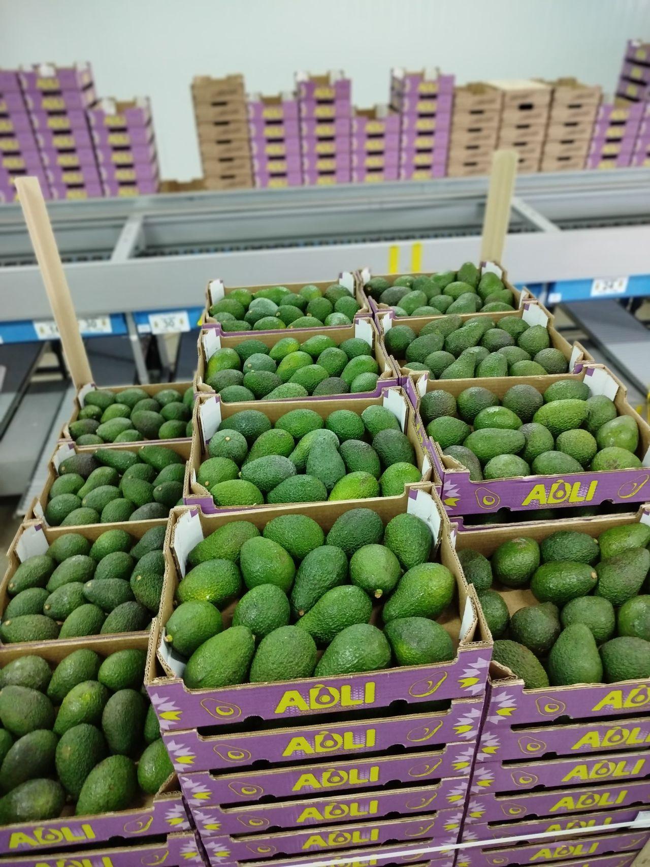Fresh Hass Avocado / Avocados 4.5kg box Weight 300g Taste Great Taste Net Weight Per Box 4 Kilograms Boxes Per 40' Ft. Container