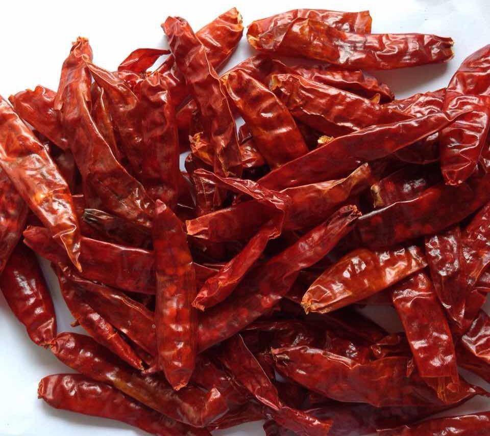 S17 Teja Red Chilli
