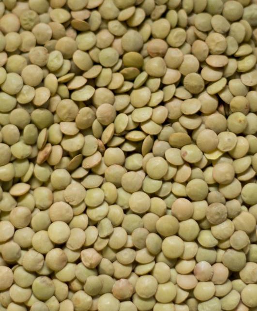 Green Laird Lentils