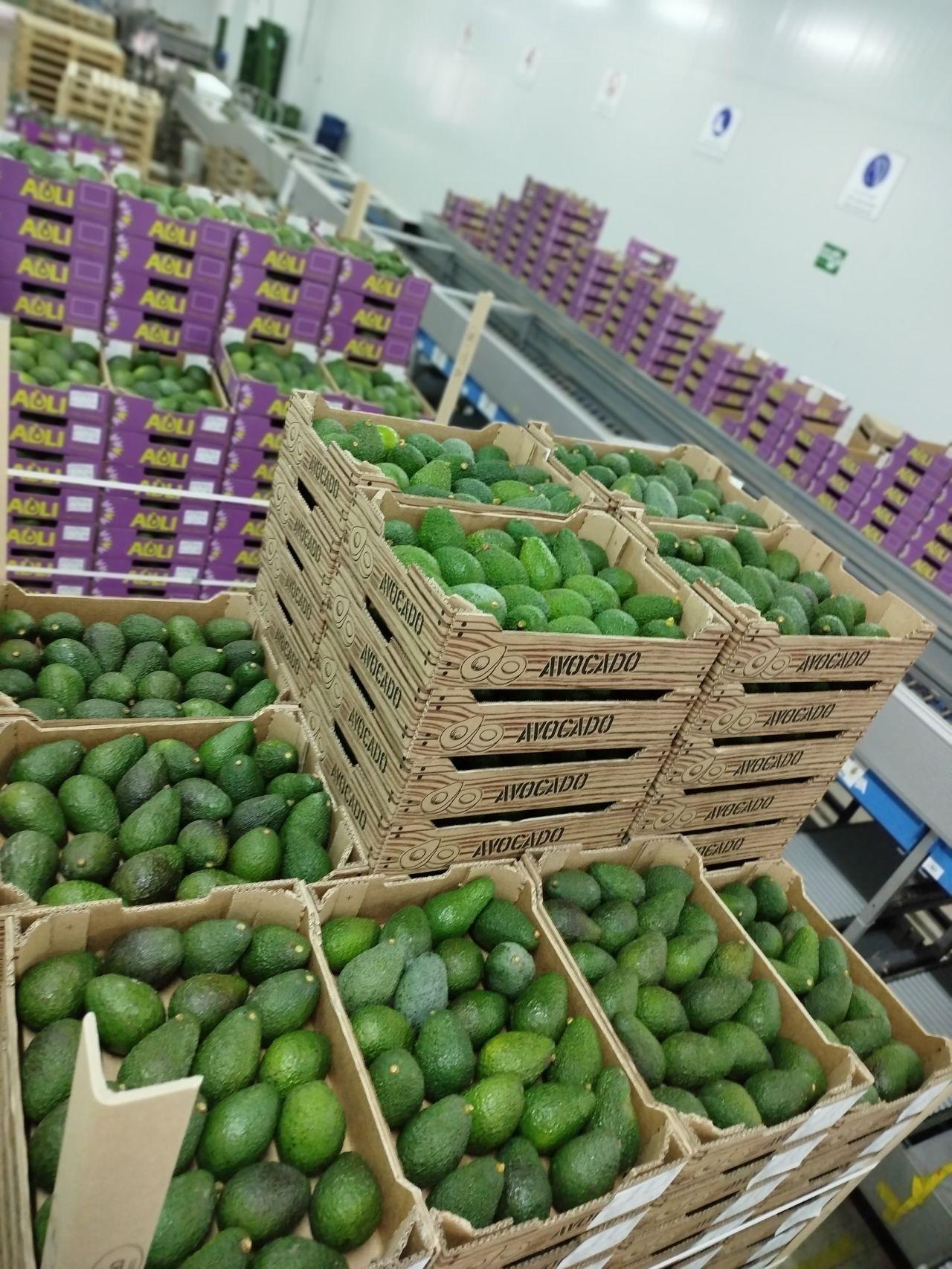 Fresh Avocado Fruit