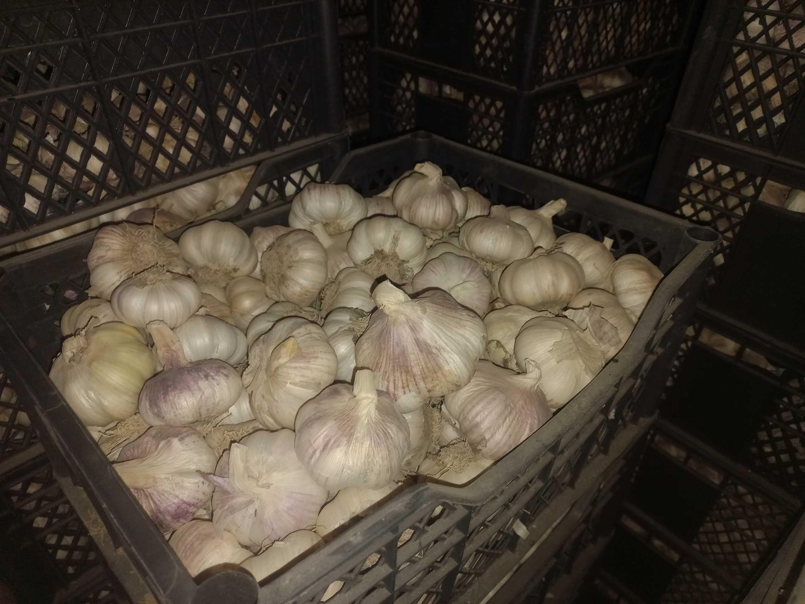 Garlic Warehouse
