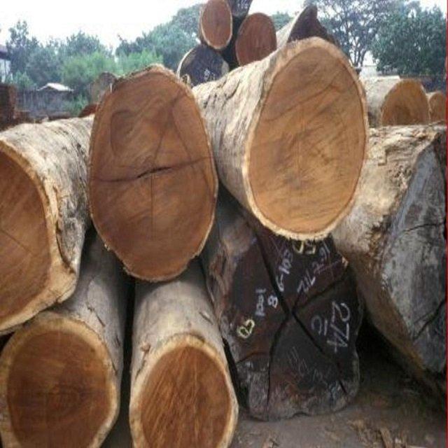 Wholesale Custom Teak Wood Logs Pine and Red hard wood/Hot Sales eucalyptus wood log with cheap price for World market