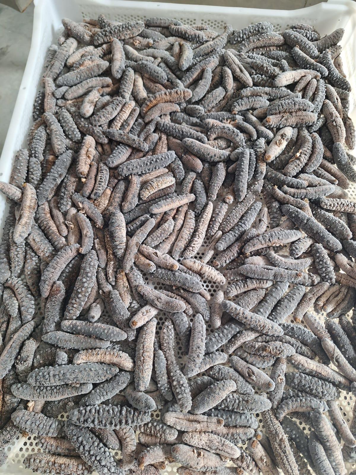 Seafood Sustainability