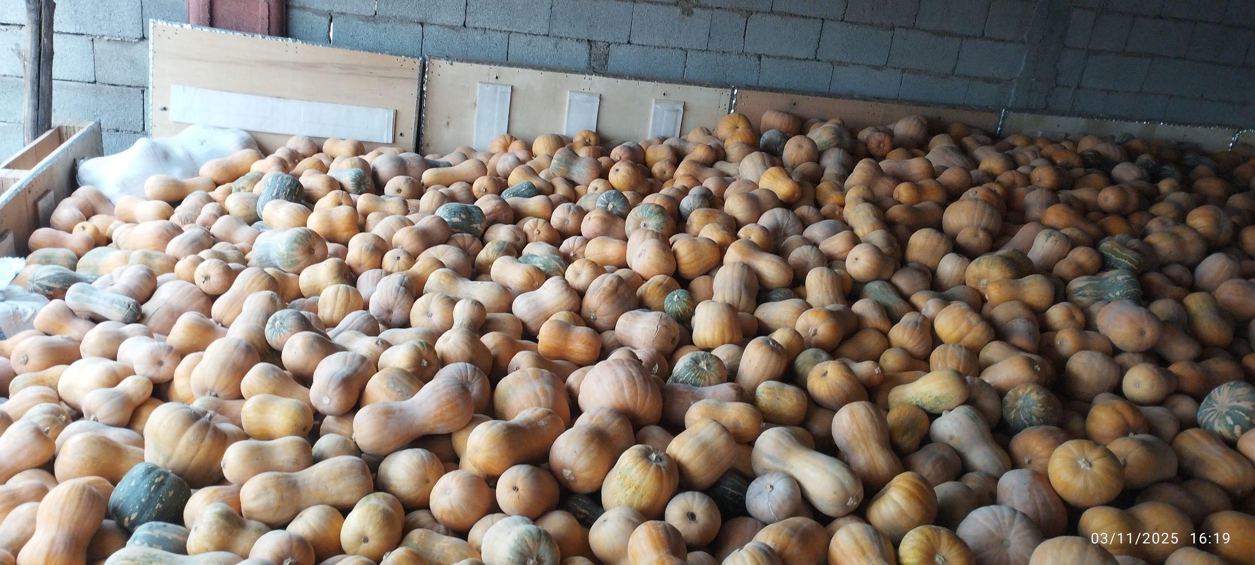 Fresh Pumpkin 2