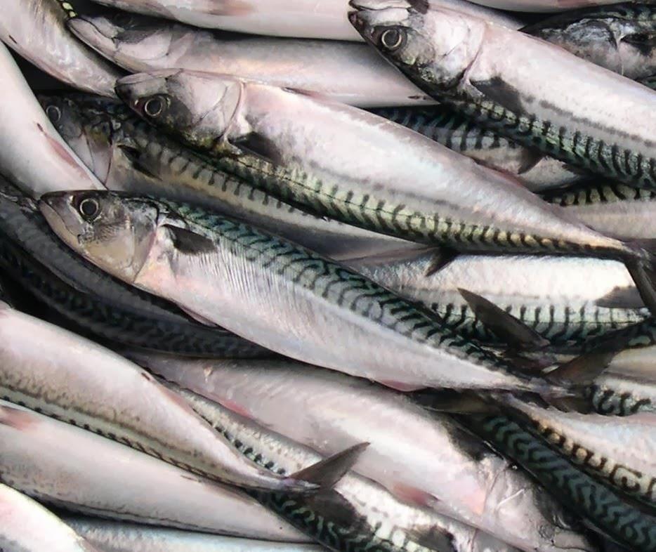 Fresh Frozen Mackerel Fish