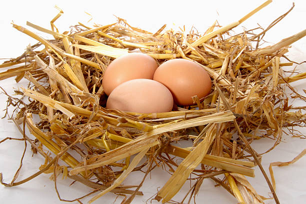 Top 5 Chicken Eggs Suppliers in Ukraine in July 2025: A Data-Driven Export Market Analysis