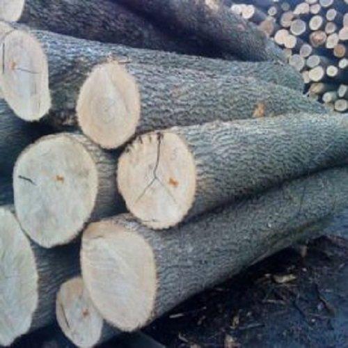 Wholesale Custom Teak Wood Logs Pine and Red hard wood/Hot Sales eucalyptus wood log with cheap price for World market