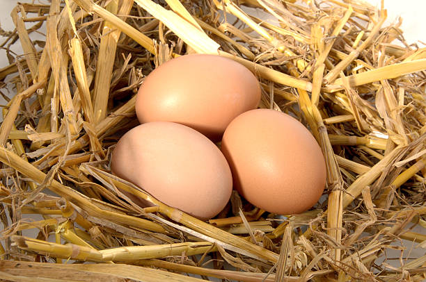 Top 6 Chicken Eggs Suppliers in Malaysia in Quarter 3 of 2025