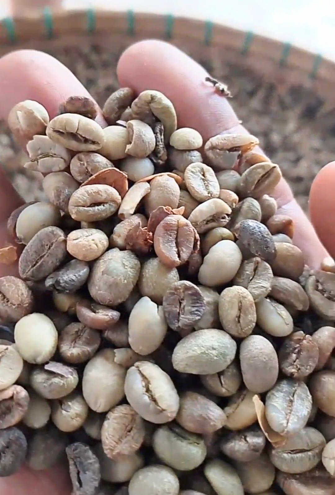 Discover the Top 10 Coffee Suppliers in Indonesia