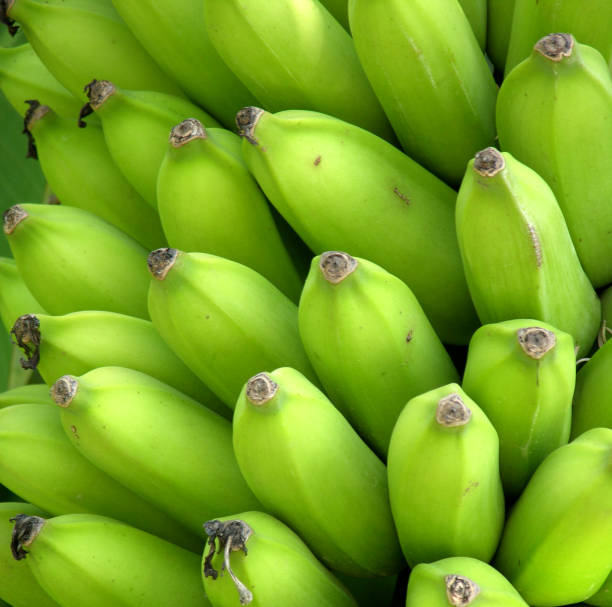 Top 3 Banana Suppliers in Germany in Year 2025: A Fresh Look at a Rapidly Shifting Market