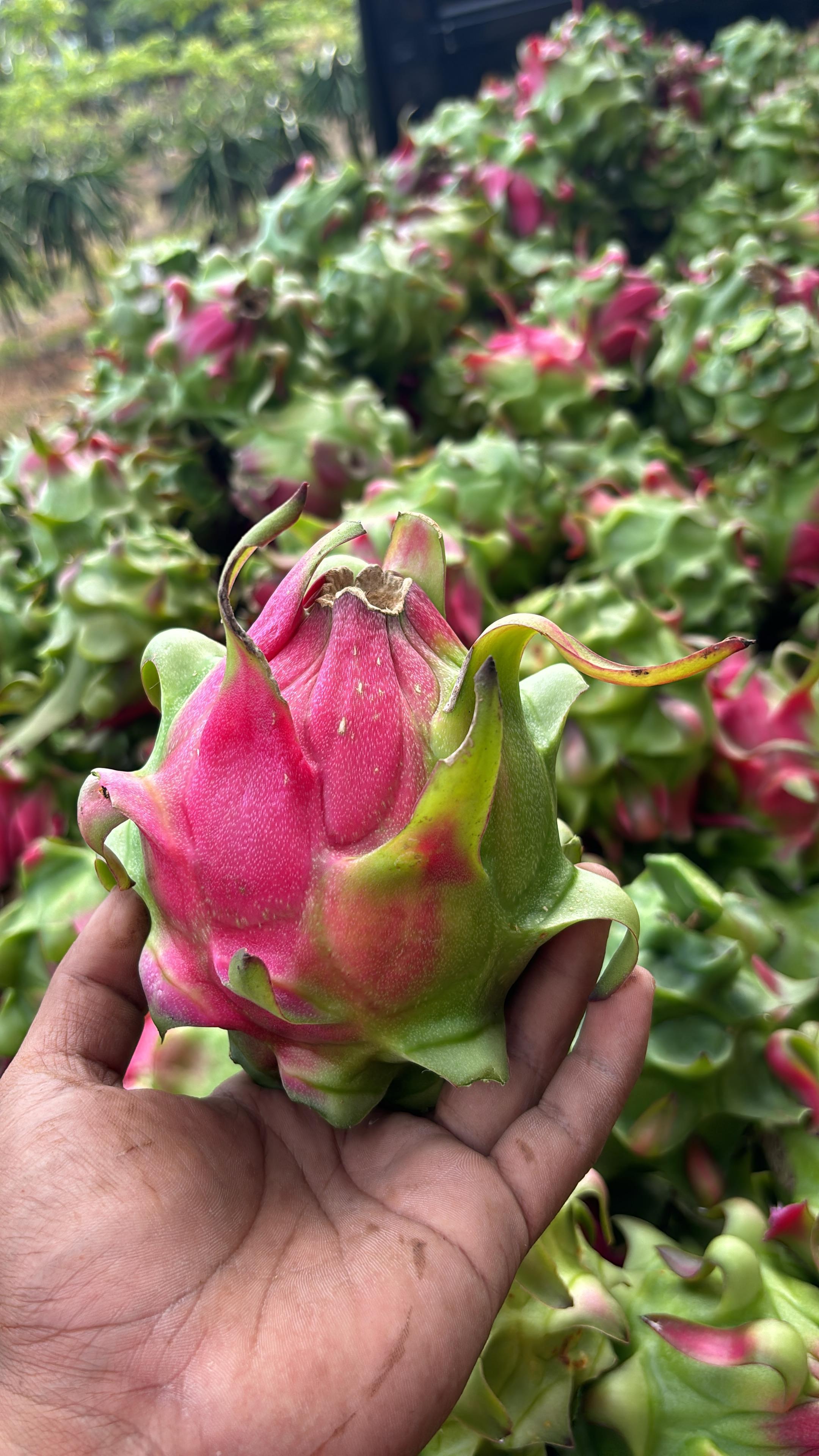 Top 8 Fresh Fruits suppliers in Indonesia — 8 Capabilities Reviewed - 1