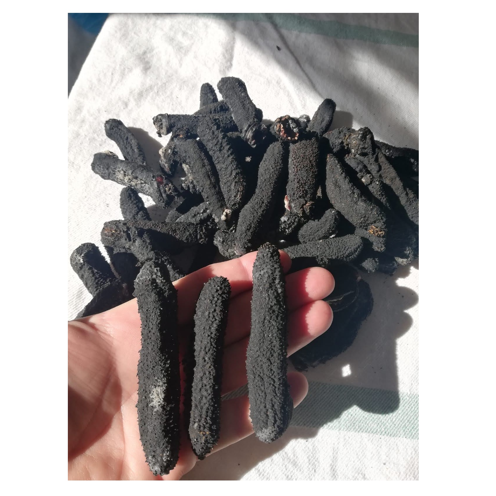 No Salt Cleaned Fresh Nutritious NATURE Original Seafood Freezing Dried Premium Sandfish Sea Cucumber
