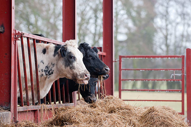 Top 4 Animal Cattle Feed Suppliers in Sri Lanka in Quarter 3 of 2025
