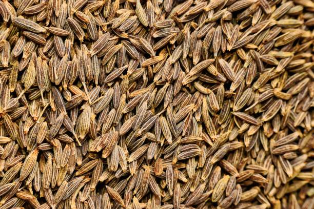 Top 6 Cumin Seeds Suppliers in Belgium in Quarter 3 of 2025