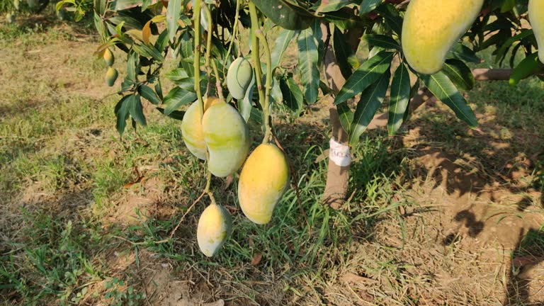 Your Expert Guide to Procuring Top-Tier Mango: Top 8 Mango Suppliers in China in Week 02 of 2025