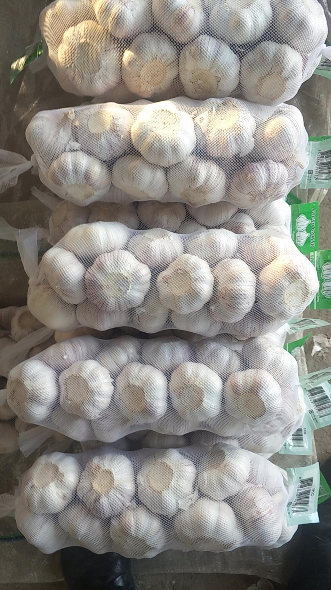 Fresh Garlic Image 2
