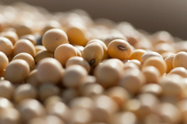 Top 4 Soybean Suppliers in Thailand in Week 24 of 2025: Market Analysis and Strategic Insights