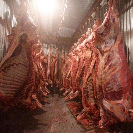 BULK SALE HALAL TRIMMED FROZEN BONELESS BEEF /FROZEN BEEF CARCASS