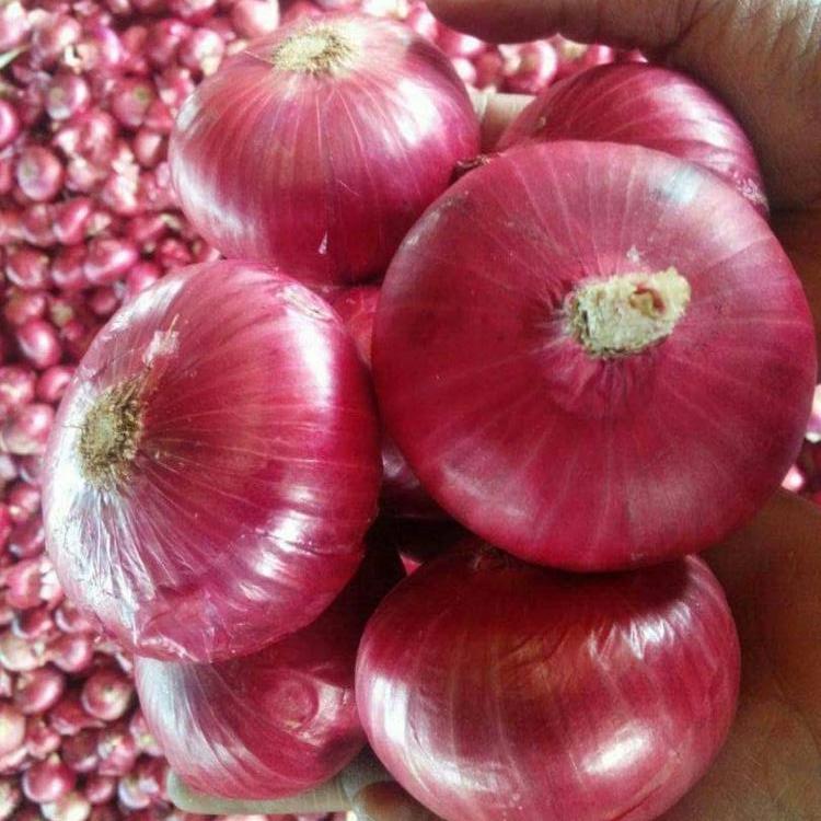 RED ONION Grade AA Size 10 Cm Style Fresh Maturity 100% Weight 0.5 Kg Origin Tanzania Color Blood Red Part Non-peeled Crop Newest Crop