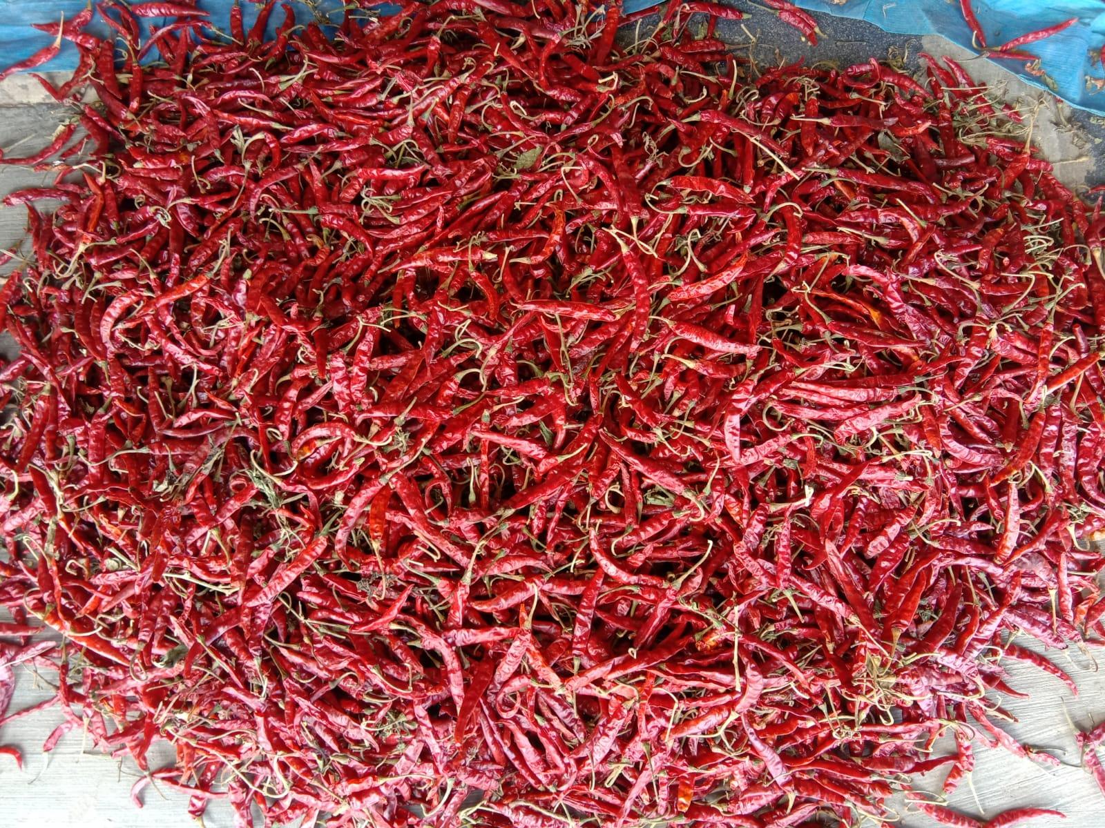 Indian Dry Red Chilli – Export Grade | Sannam S4, Teja S17, Byadagi & 334