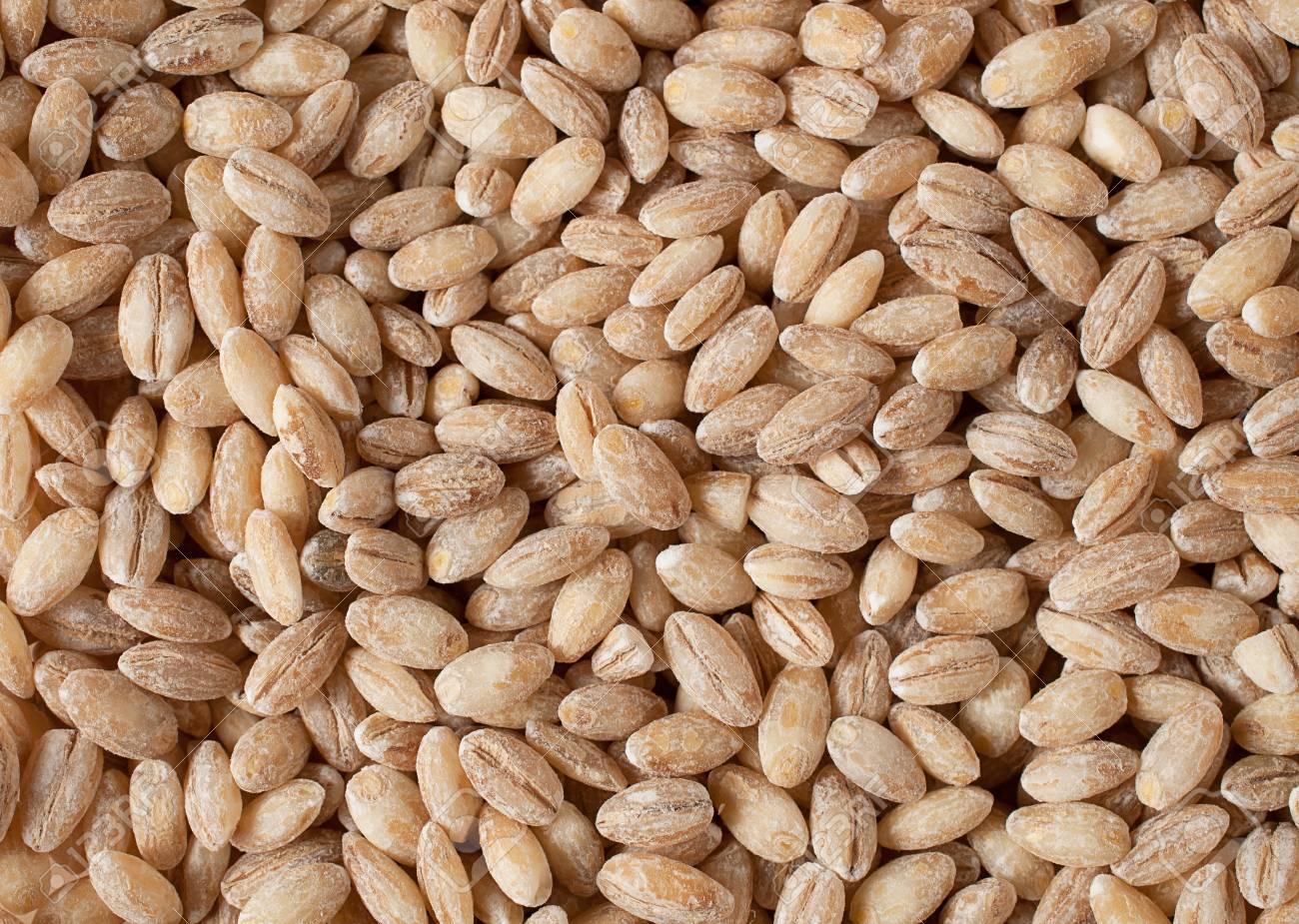 Barley Type Barley Packaging 25 / 50 Kg Pp