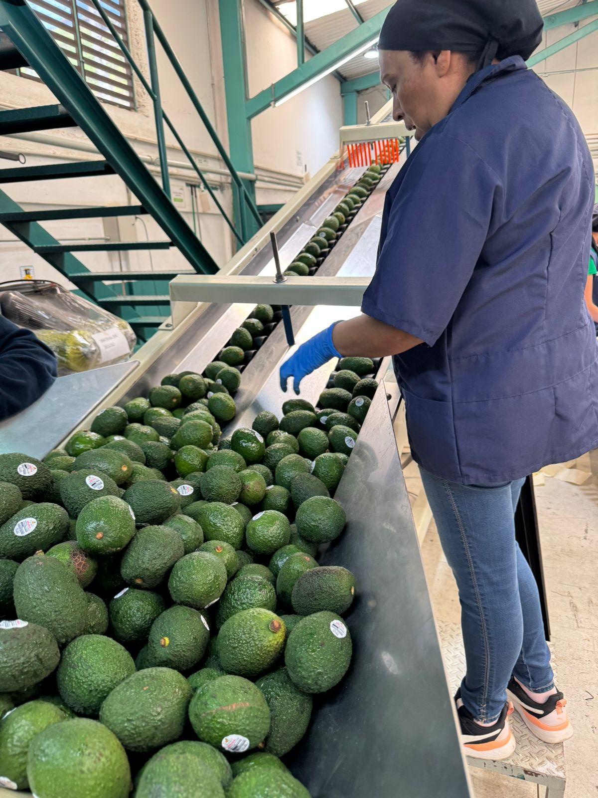 Hass Avocados Organic Yes Origin Mexico Packaging 11.3 kg carton