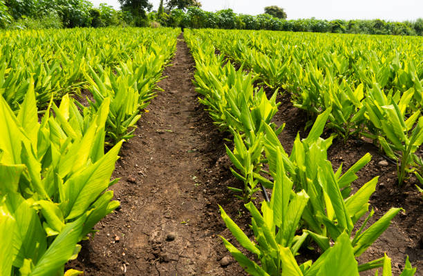 Your Expert Guide to Procuring Top-Tier Turmeric: Top 3 Turmeric Suppliers in United Arab Emirates in Quarter 3 of 2025