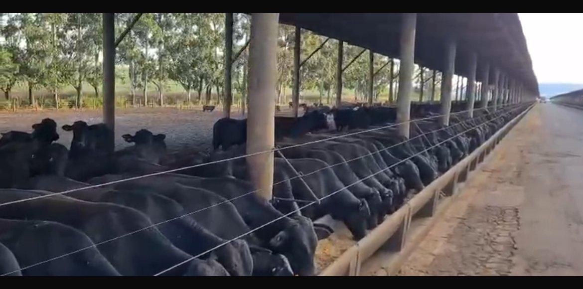 Cattle Image 2
