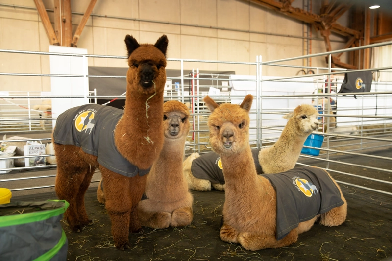 World Alpaca Expo and Conference Spotlight: B2B Essentials - 1