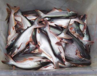 CHEAP CHEAP CHEAP QUALITY PRICE PANGASIUS WHOLE ROUND TO WORLD MARKET SKEPE
