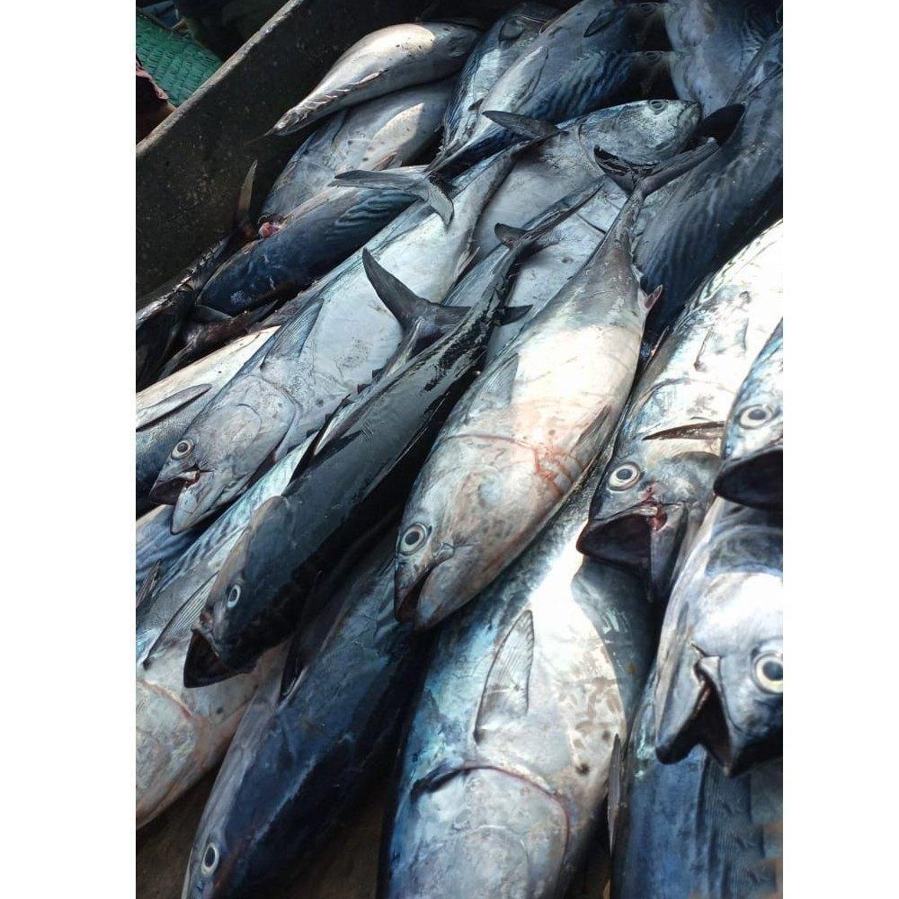 FRESH TUNA FISH /SKIPJACK TUNA/YELLOW