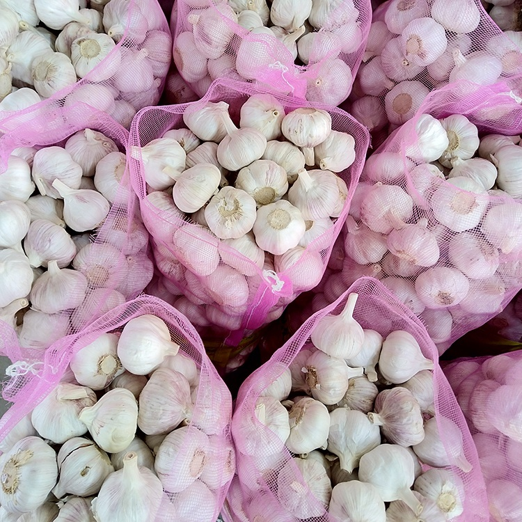 Fresh White Garlic