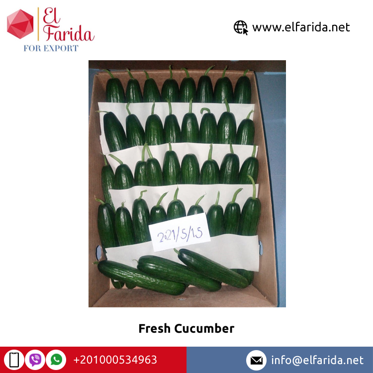 100% Natural Fresh Vegetables Exporter of Best Quality Food Grade Green Fresh Cucumber from Egypt at Wholesale Price
