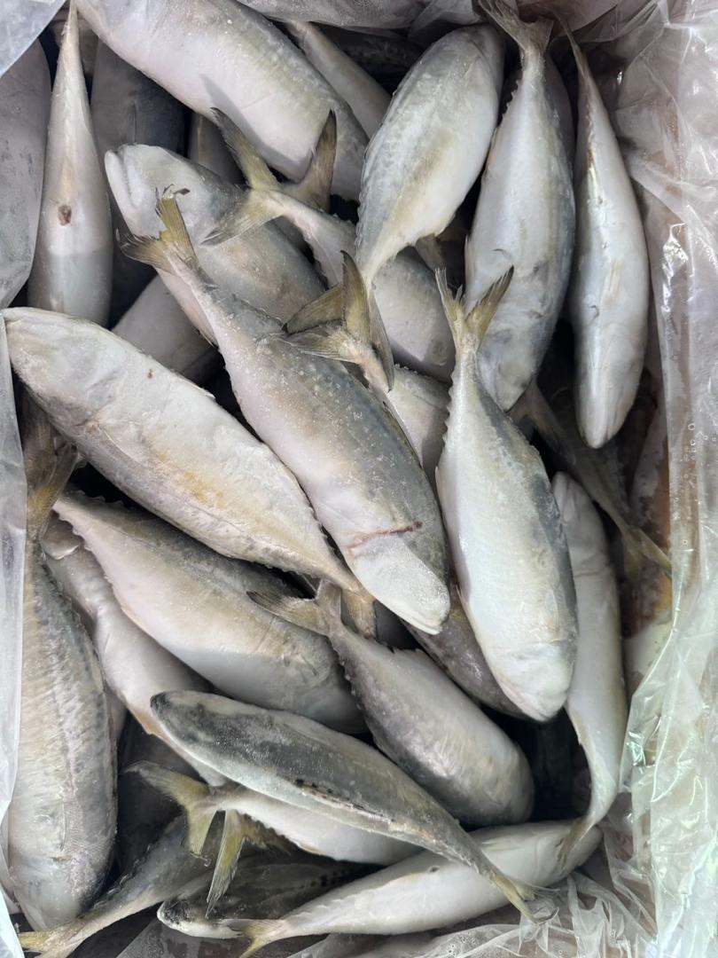 Horse Mackerel Length 20–35 Cm Fat_content 8%–20% Moisture_content ≤ 80% Shelf_life 12–24 Months Storage_conditions -18°c Or