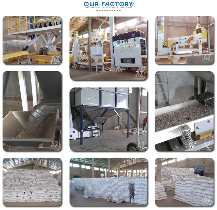 Rich Quality High Grade Pure Natural Organic Pumpkin Seeds Kernels from Top Supplier