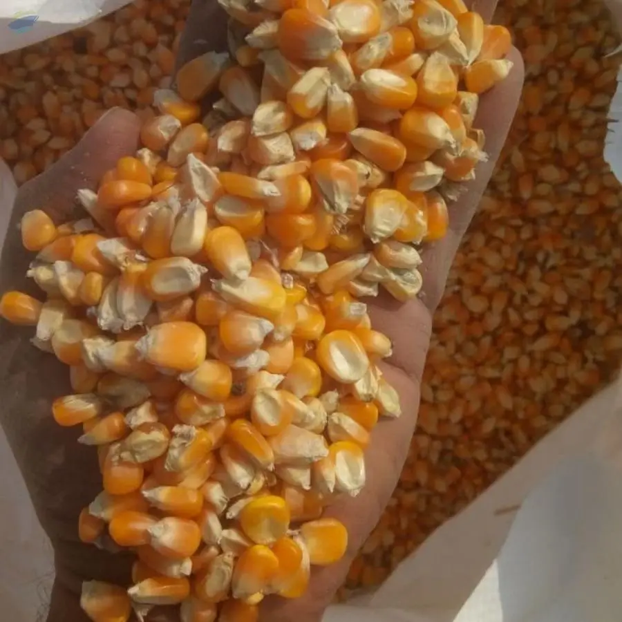 Yellow Maize Available Huge Quantities
